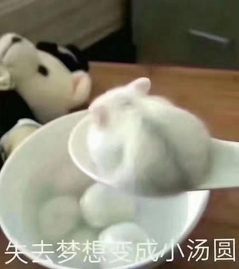 小汤圆被洗头表情包