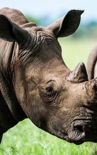 犀牛高清图片,探寻非洲草原上的巨兽风采