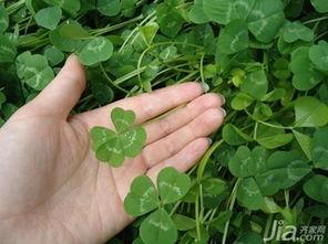 四叶的照片,自然之美与生命奇迹